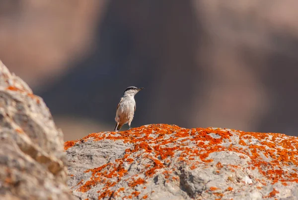 little bird watching around on the stone, Western Rock Nuthatch, Sitta neumayer