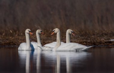 large waterfowl in its natural habitat, Mute Swan, Cygnus olor