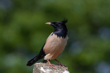 bird watching around on the stone, Rosy Starling, Pastor roseus