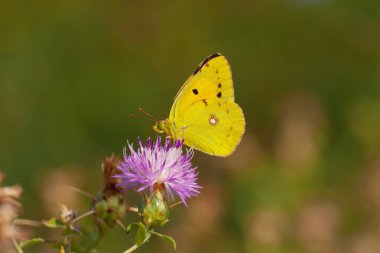 Yellow Glory butterfly on the plant,  Clouded Yellow, Colias crocea clipart