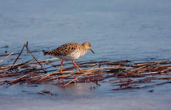 Bird Watching Water Ruff Calidris Pugnax — стокове фото