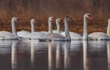 large waterfowl in its natural habitat, Mute Swan, Cygnus olor