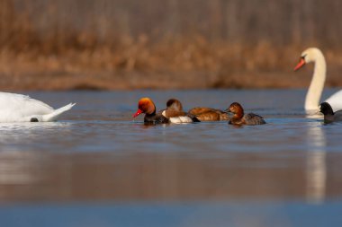 water bird looking for food in water, Red-crested Pochard, Netta rufina