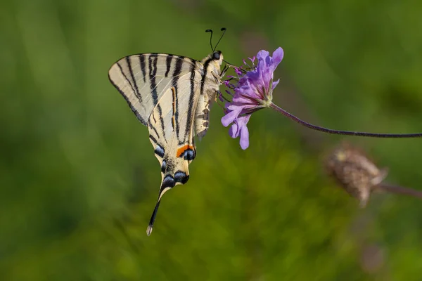 Большая Бабочка Пытается Цепляться Сухую Траву Scarce Swallowtail Iphiclides Podalirius — стоковое фото