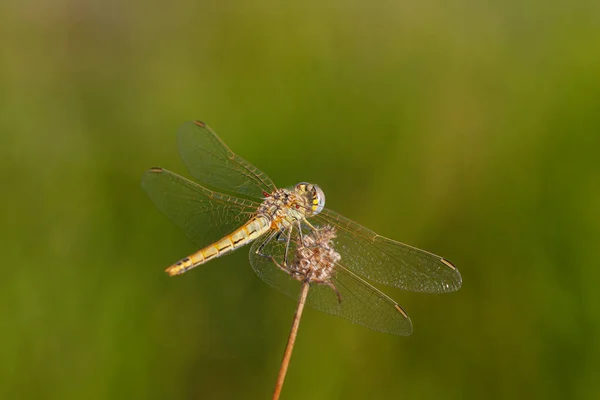 Anisoptera Dragonfly Sits Stalk Meadow — Foto de Stock