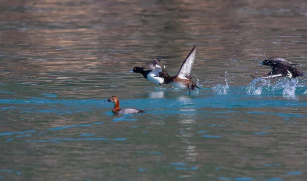 Watervogels Beweging Het Water Tufted Duck Aythya Fuligula — Stockfoto