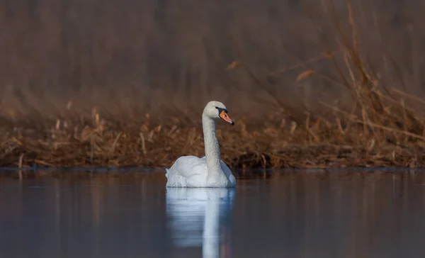 Große Wasservögel Ihrem Natürlichen Lebensraum Höckerschwan Cygnus Olo — Stockfoto