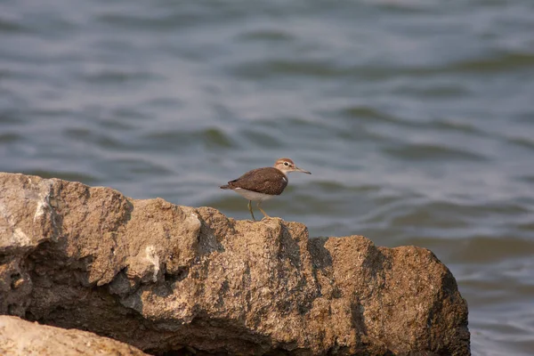 Bird Watching Stone Sandpiper Comune Actitis Hypoleucos — Foto Stock