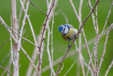 bird looking around  in woodland, Eurasian Blue Tit, Cyanistes caeruleus