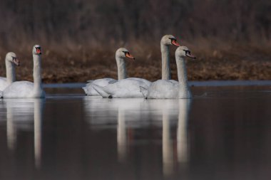 large waterfowl in its natural habitat, Mute Swan, Cygnus olor