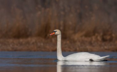 large waterfowl in its natural habitat, Mute Swan, Cygnus olor
