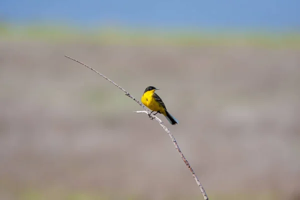 Птица Озирающаяся Вокруг Лесу Западный Желтый Вагтейл Мотацилла Флава — стоковое фото