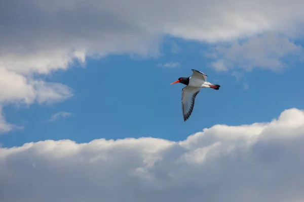 Wasservogel Der Luft Austernfischer Haematopus Ostralegus — Stockfoto