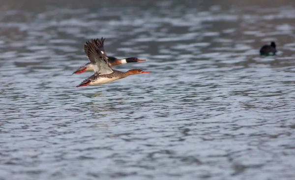 Grote Watervogel Zwevend Lucht Merganser Met Rode Borsten Mergus Serrator — Stockfoto
