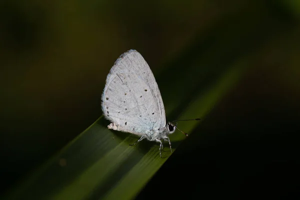 Papillon Bleu Sur Feuille Holly Blue Celastrina Argiolus — Photo