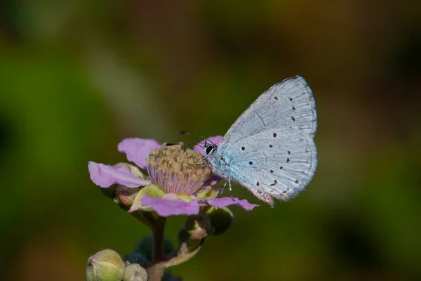 花の上の青い蝶 ホリーブルー セラスティナ アルギオラス — ストック写真