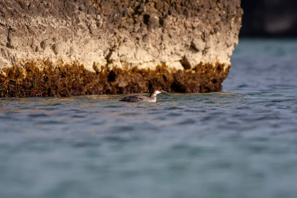 Litle Waterfowl Its Natural Habitat Smew Mergellus Albellus — Stock Photo, Image