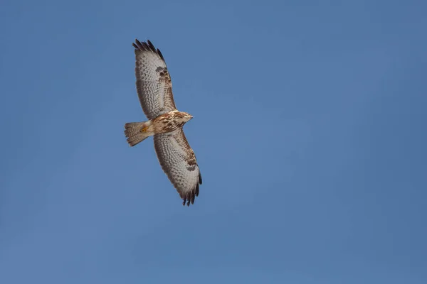 Hawk Looking Bait Air Common Buzzard Buteo Buteo — Stock Photo, Image