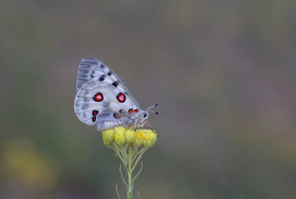 Бабочка Аполлон Парнассиус Аполлон — стоковое фото
