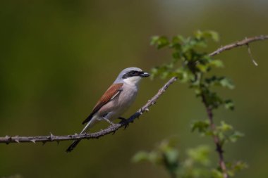 bird looking around  in woodland, Red-backed Shrike, Lanius collurio