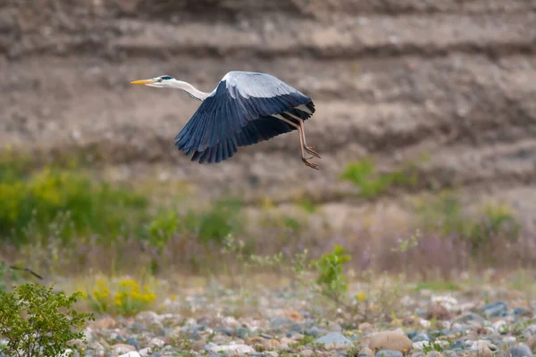 Großer Wasservogel Fliegt Graureiher Ardea Cinerea — Stockfoto