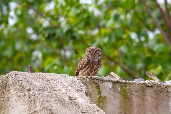 フクロウの自然環境 Little Owl Athene Noctua — ストック写真