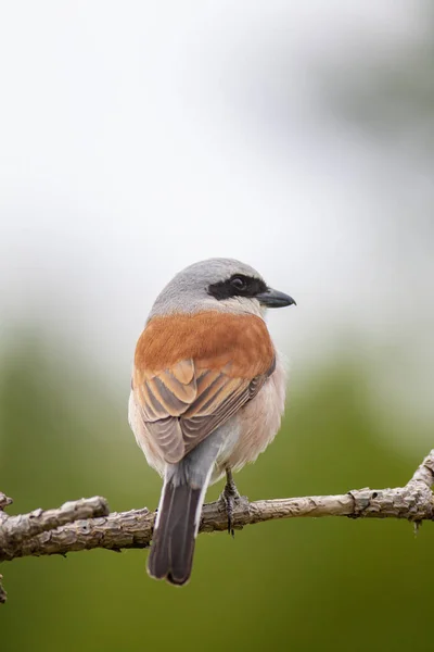 Oiseau Qui Regarde Autour Lui Dans Les Bois Pie Grièche — Photo