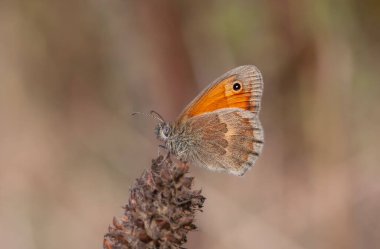 Çiçekteki küçük kelebek, Small Heath, Coenonympha pamphilus