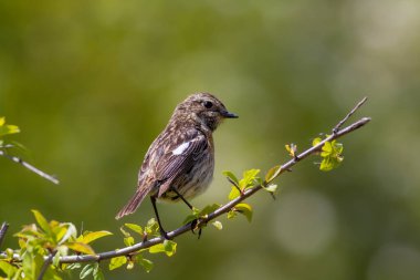 Ormanda gezen kuş, Avrupa Taşkakanı, Saksonya Rubikolası