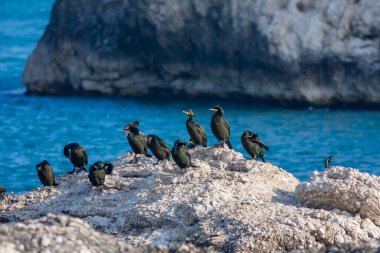 Doğal ortamlarında su kuşu, Avrupa Shag, Phalacrocorax aristotelis
