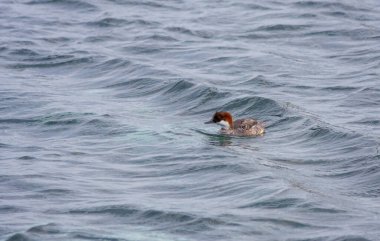 Doğal ortamında küçük su kuşları, Smew, Mergellus albellus