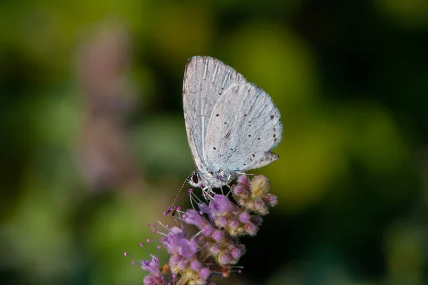 Mariposa Azul Sobre Flor Holly Blue Celastrina Argiolus — Foto de Stock