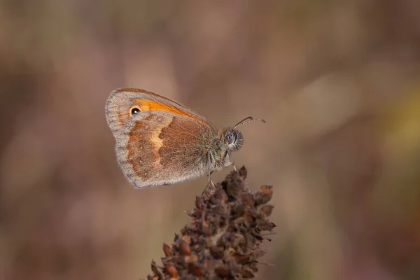 Kleiner Schmetterling Auf Der Blume Kleine Heide Coenonympha Pamphilus — Stockfoto