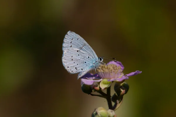 花の上の青い蝶 ホリーブルー セラスティナ アルギオラス — ストック写真