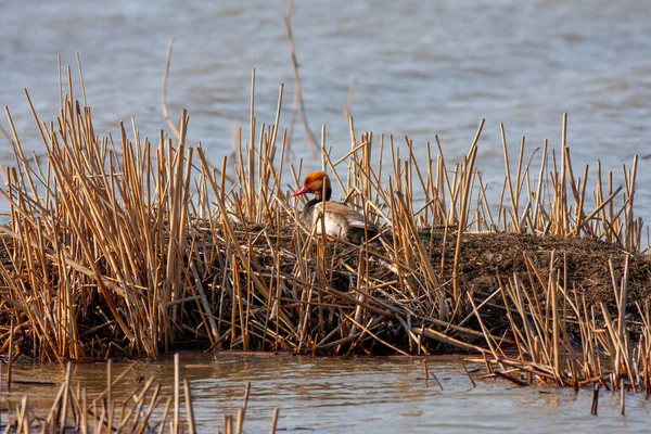 Υδρόβιο Πτηνό Στο Φυσικό Του Περιβάλλον Red Crested Pochard Netta — Φωτογραφία Αρχείου