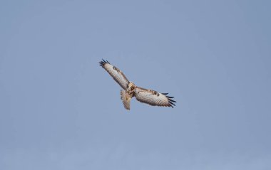 a hawk looking for bait in the air, Common Buzzard, Buteo buteo