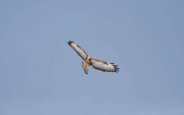 Hawk Looking Bait Air Common Buzzard Buteo Buteo — Foto de Stock
