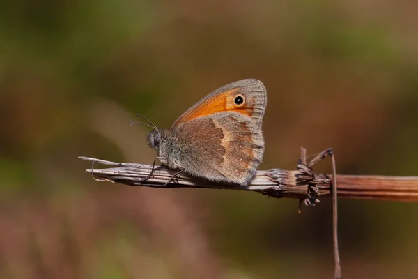 Kleiner Schmetterling Auf Dem Trockenen Zweig Kleine Heide Coenonympha Pamphilus — Stockfoto