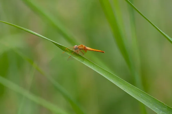 Anisoptera Dragonfly Sits Stalk Meadow — стоковое фото
