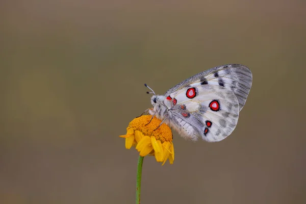 女性のアポロ蝶 Parnassius Apollo — ストック写真