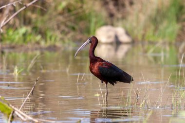 big water bird feeding in the pond, Glossy Ibis, Plegadis falcinellus