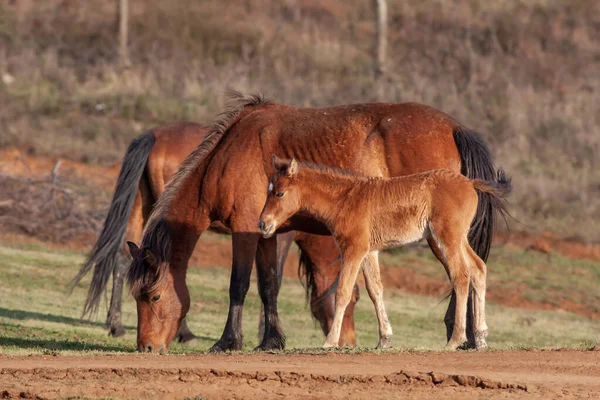 Hengstfohlen Und Pferde Zusammen Als Familie — Stockfoto