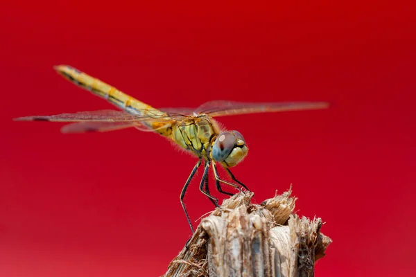 Anisoptera Dragonfly Sits Stalk Meadow — Fotografia de Stock