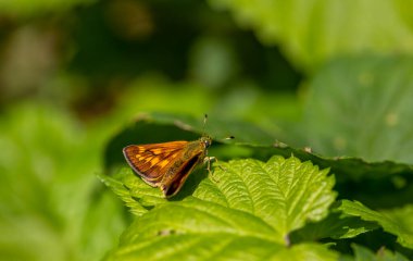 Yaprağın üzerinde küçük turuncu kelebek, Büyük Skipper, Ochlodes venatus