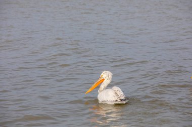 water bird in its natural environment, Dalmatian Pelican, Pelecanus crispus