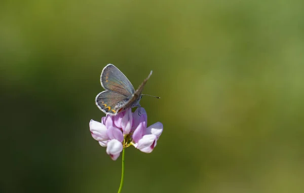 stock image blue butterfly on pink flower, Reverdin-s blue, Plebejus argyrognomon