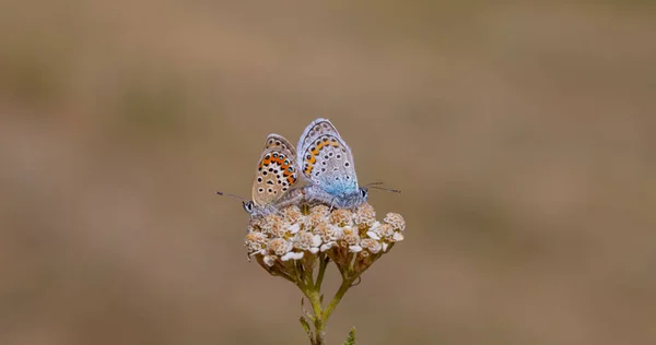 Twee Blauwe Vlinders Samen Plebejus Idas — Stockfoto