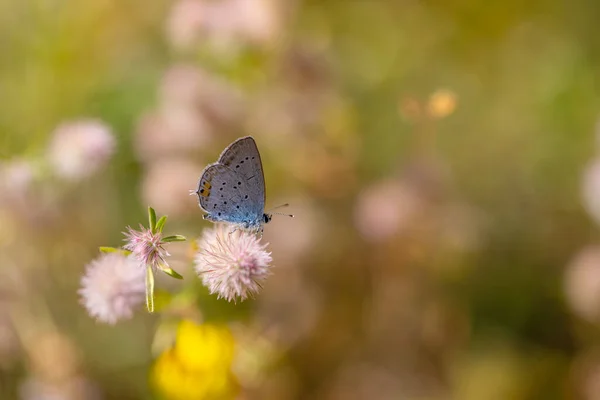 Blauer Kleiner Schmetterling Chapmans Cupido Cupido Argiades — Stockfoto