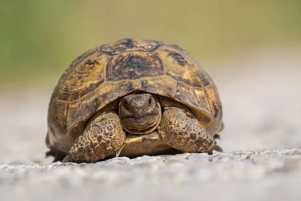 Черепаха Стоїть Своєму Природному Середовищі Проживання — стокове фото