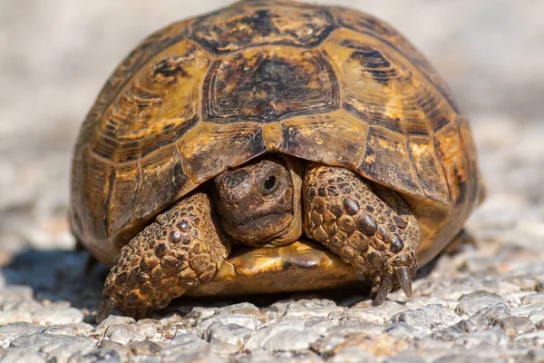 Schildpad Zijn Natuurlijke Habitat — Stockfoto